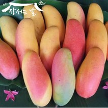 Collection Day Thailand Mahachanok Rainbow Mango Special 2kg 4-5, 1, 본상품선택