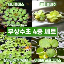 둥둥 수조 위 뜨는 부상 수초 키우기 4종 세트(SET35), 단품