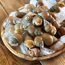 당일조업 동해안 자연산 활 백골뱅이 백고동 1kg 소 중 대, 백골뱅이1kg[중](약22미~30미전후), 1개