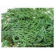 [허니솝] 플로럴워터 모음 (비누 화장품 DIY 재료), K150. 편백 워터 100ml