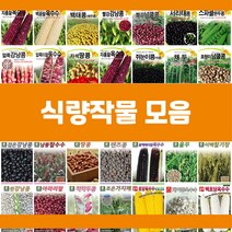 콩 옥수수 곡물 씨앗 모음, 20.렌즈콩<렌틸콩>, 1개” class=”wr-img”></a></div></p></div></p></div></p></div><div class=