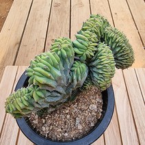 용신목철화 중품 키우기 예쁜 다육 화분1-250 랜덤, 단품