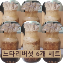포천 농장 느타리 버섯 배지 6개 집에서 직접 키우는 가정용 키우기쉬운 무농약 친환경 키트 홈가드닝 베란다텃밭 실습 체험 학습 교육 어린이집 유치원 학교 사무실 복지관 노인정 국산