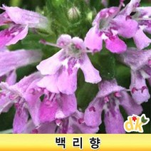 들꽃닷컴]야생화 다년초 노지월동 백리향 5포트(10cm포트묘)