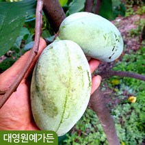 포포나무(뽀뽀나무) 6종 - 포트 실생 접목, 02-4. 접목1년생 - 래퍼해녹