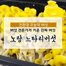 무농약 당일수확 노랑느타리버섯 800g, 1box