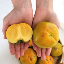 산지직송 달콤아삭한 창원 태추단감 3주간만 판매(추석전 9월22일주문마감), 1박스, 태추단감 2kg 중소과