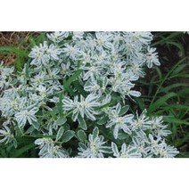 (이쁜씨앗)설악초 20립, 1개