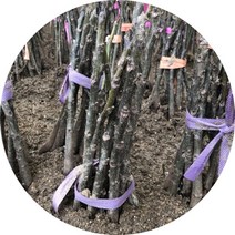 호두나무 왕호두나무 접목, 1개