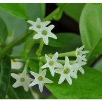 야래향 모기퇴치식물, 포트8호, 1개