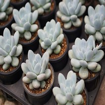후레뉴 다육 식물 화분