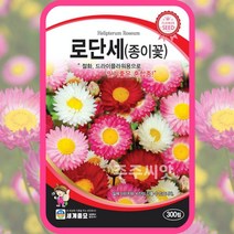 로단세 300립/ 꽃씨 로단세씨앗 종이꽃씨앗 종이꽃씨