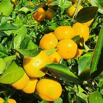 삼시세끼연구소 맛좋은 고당도 하우스귤 제주도 귤 명품 감귤 밀감 산지직송, 프리미엄, 2kg, 1개