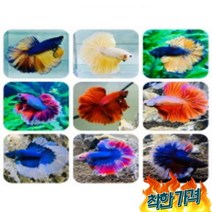 물속이야기 하프문베타(랜덤발송) 베타키우기
