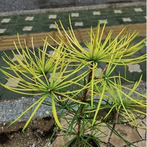 금송 포트묘 야생화 정원수 조경수 금전운, 1개