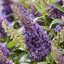 붓들레아(리틀릴라)DT화분묘/묘목/c2217