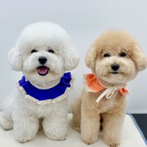 개달당 버라이어티 오가닉 고양이 강아지 케이프, 탠저린
