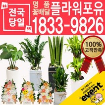 플라워포유 축하 오픈 개업 공기청정 관엽식물 화분선물 당일배송 꽃배달, (선택101)용심목