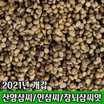 개갑씨앗/인삼씨앗/산양삼씨앗/장뇌삼씨앗/인삼재배/베란다 텃밭 삼 키우기 / 정직한사람들, 1kg