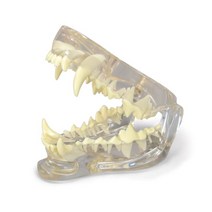 [나알] 동물 진료 상담 개 치아 모형 G9196