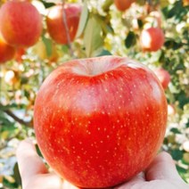 의성사과 이슬마루사과 5kg 16-20 의성진사과, 상세페이지 참조