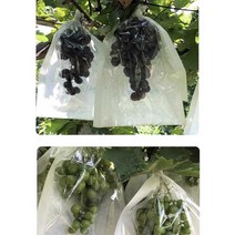 포도봉지 샤인머스캣 과수원 투명 포장지 과일 봉투, 28cm x 36cm 반투명 햇빛 가방 백, 1개