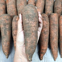 제주유기농흙당근 유기농제주흙당근 구좌읍당근 유기농제주당근 유기농당근쥬스용 생당근, 3kg (쥬스용)