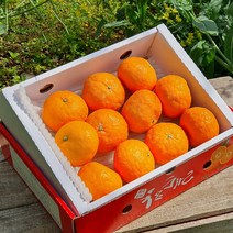 [제주산지직송] 제철 카라향 1.5kg(7~14수 가정용) 나른한 봄을 깨우는 싱그러운 과즙이 팡팡!!
