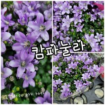 보라별캄파눌라 A 신상품 랜덤 공기정화식물/미세먼지/공기정화효과 공기정화식물