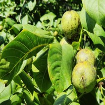 착한가격나무생각/호두나무/상촌/실생2년/뿌리묘/5주, 주