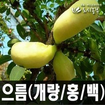 개량으름(대과종) 키 200cm 결실주(분) 나무 묘목 도시농부