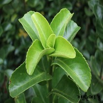 [가산원예조경] 사철나무 100cm 20주묶음