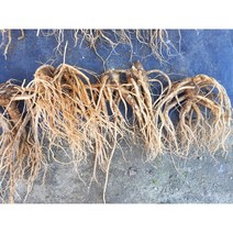 백도라지(청정 무공해 무농약) 상품 건조 300g, 0.3
