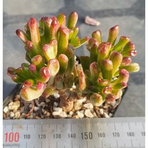 (보나다육) 우주목금 꿀벅지 다육 ㅡ 예쁜 국민 다육이 키우기