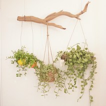 행잉플랜트 디시디아 화이트 멜론 애플 공중식물 행잉화분 공기정화식물, 디시디아옷걸이