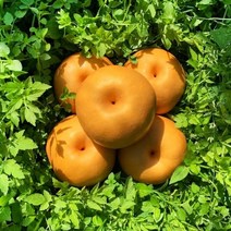 [품평회대상] GAP인증 나주직송 햇 나주배, 가정용 나주배 15kg(21-25과)