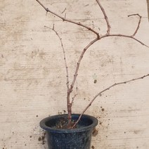 개량머루 화분4치 결실주 유실수_[230314EA], 본상품선택