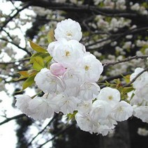 벚나무(백사)접목1년/묘목/c1655