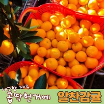 알찬제주감귤 5kg 먹기좋은 노지감귤 노지귤10kg 내고향제주감귤, 알찬감귤 5kg