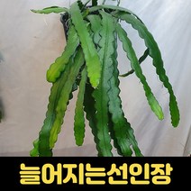 피쉬본 카페 오픈선물 여우꼬리선인장 생선뼈선인장 특이한선인장