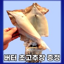 [버터 초고추장 증정][산지직송] 암반수 세척 안짠 구룡포 반건조오징어 10미 중(1kg 내외)