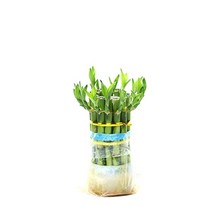 수경식물-개운죽12cm 13개밴딩-수질정화 테라리움용 공기정화/헬로아쿠아