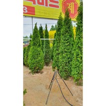 에메랄드그린 포트묘 최고의 상록수 트리팜, 키100cm분