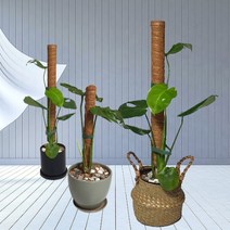 수태봉 30cm 40cm 50cm 60cm 100cm 곰팡이 걱정없는 플라스틱봉 몬스테라 지지대 코코넛봉 원예용 벨크로가든 타이, 연결형