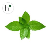 [허브아이] 페퍼민트 허브 생잎, 10g
