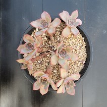 꽃다리 아우렌시스 자연군생 10 다육식물 다육이 아이만배송