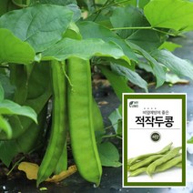 마이플랜트 적작두콩 씨앗 채소재배 베란다 텃밭, 단품