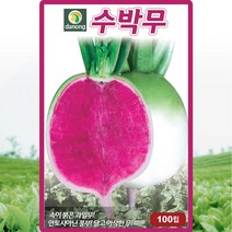 다농 수박무 씨앗 100립, 04_다농_수박 무(100립)