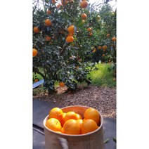 제주귤농장 직배송 한라봉 3kg 5kg 가정용 명품 선물용 세트, 한라봉 선물용 중대 5~10과 2kg