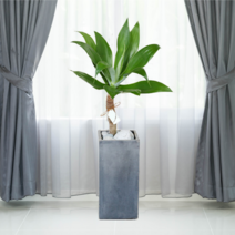 에코플랜트 공기정화식물 개업축하화분 인테리어화분 [서울.경기 평일 당일배송][지방 익일 택배도착]<토요일 오후 일요일 주문건 월요일배송>, 30. 아가베아테누아타 흰색, 1개” class=”wr-img”></a></div></p></div></p></div></p></div><div class=